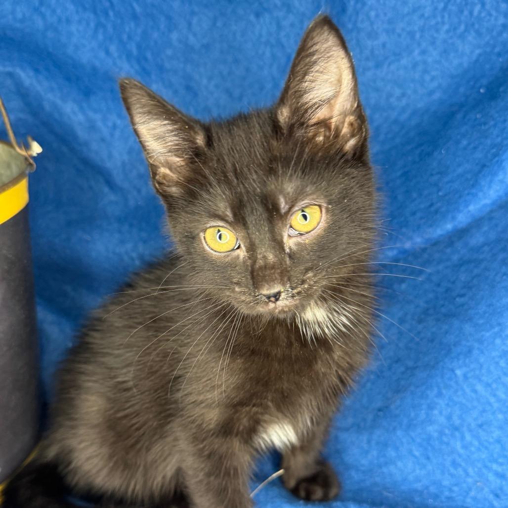 Enlarge Kelsi Nielsen, a Adoptable mixed breed in Mount Vernon, IL image 3/6