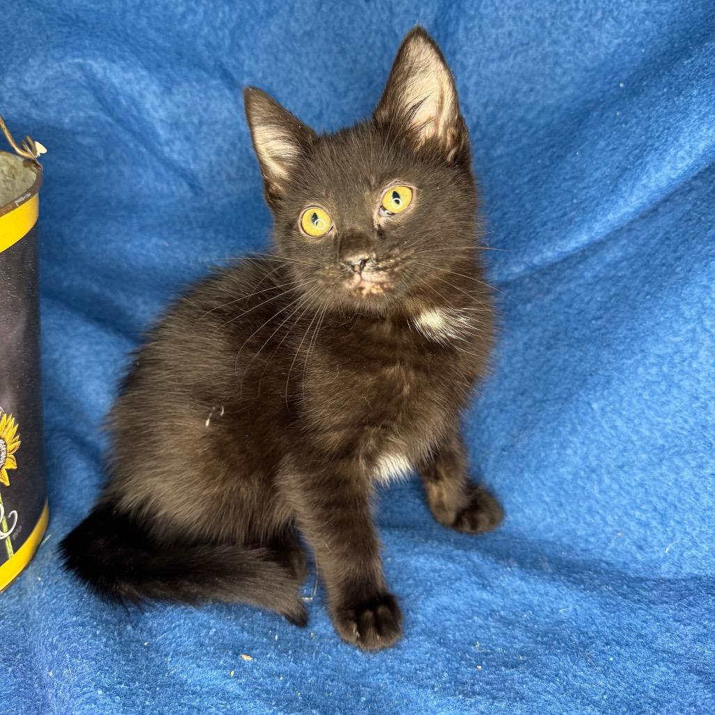 Enlarge Kelsi Nielsen, a Adoptable mixed breed in Mount Vernon, IL image 4/6