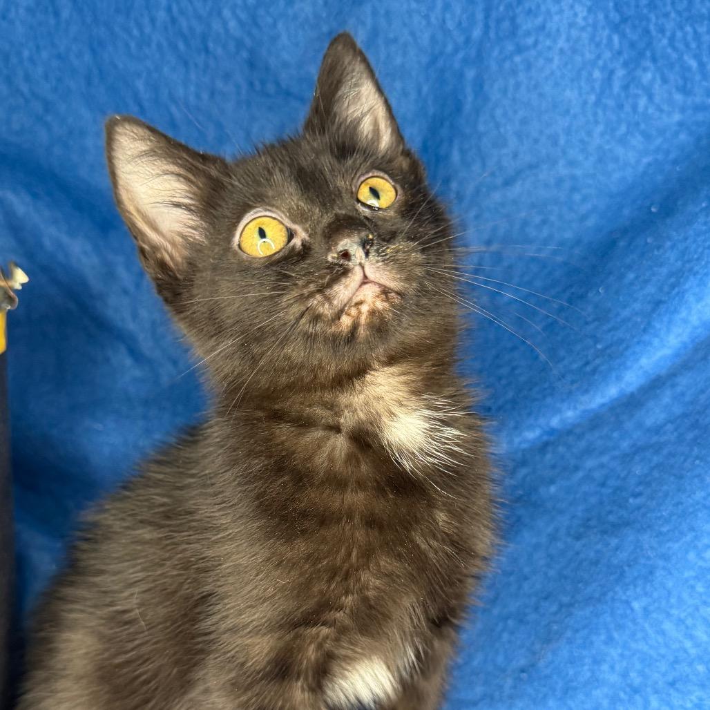 Enlarge Kelsi Nielsen, a Adoptable mixed breed in Mount Vernon, IL image 5/6