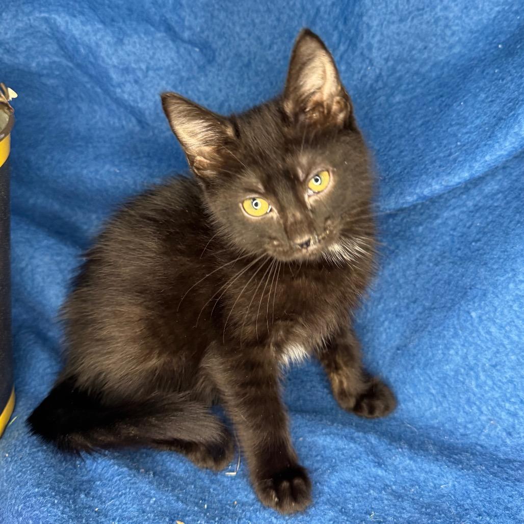 Enlarge Kelsi Nielsen, a Adoptable mixed breed in Mount Vernon, IL image 6/6