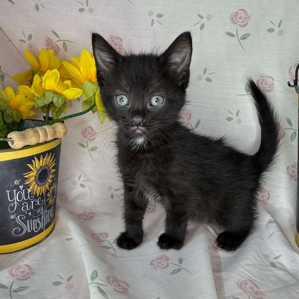 Kelsi, a Adoptable mixed breed in Mount Vernon, IL image 6/6