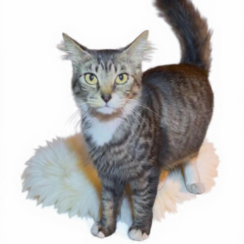 Enlarge Emmie, a Adoptable Domestic Medium Hair in Pacific Palisades, CA image 1/1