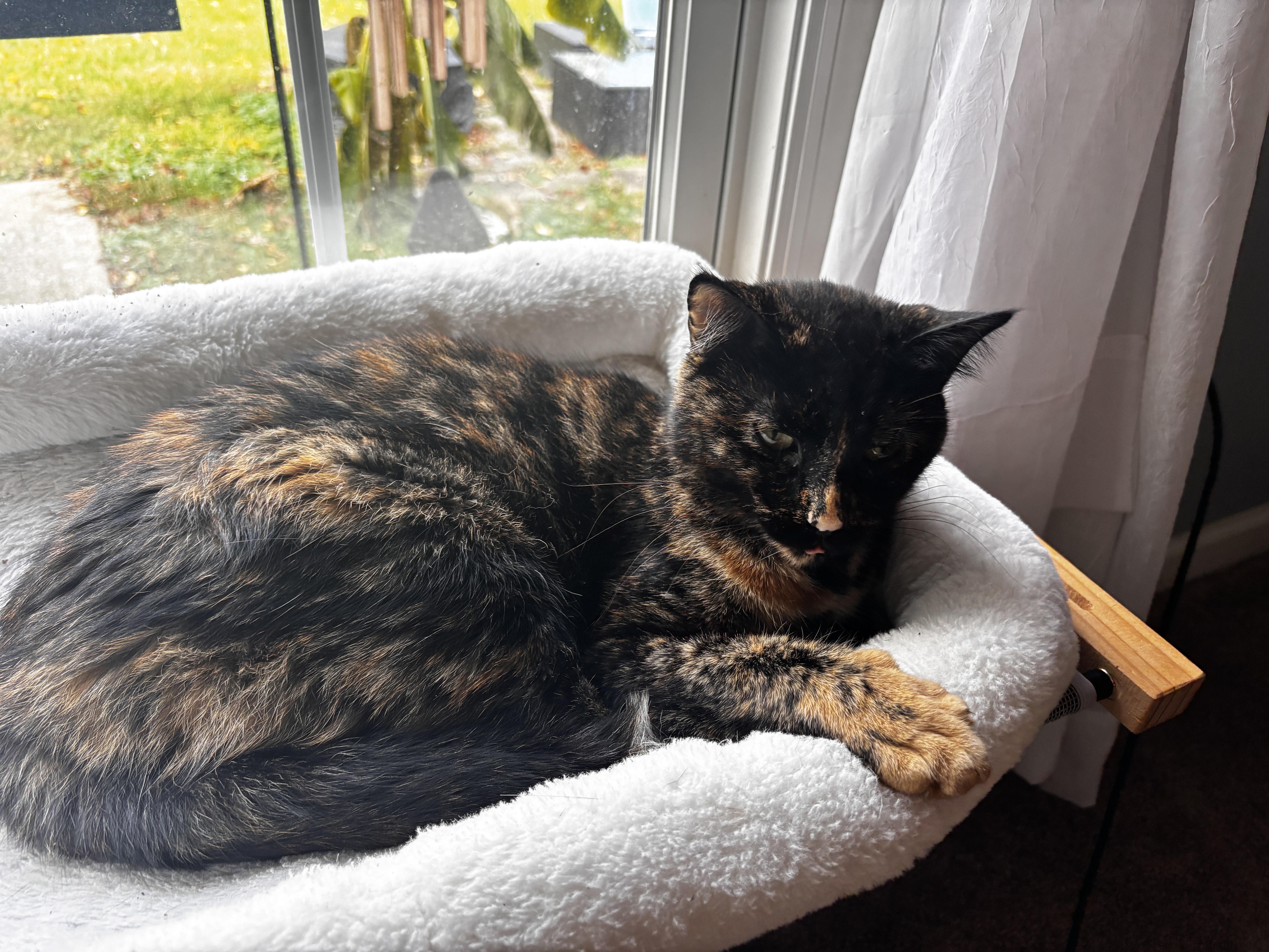 Enlarge Rogue & Storm, a Adoptable Domestic Short Hair in Richmond, KY image 2/6