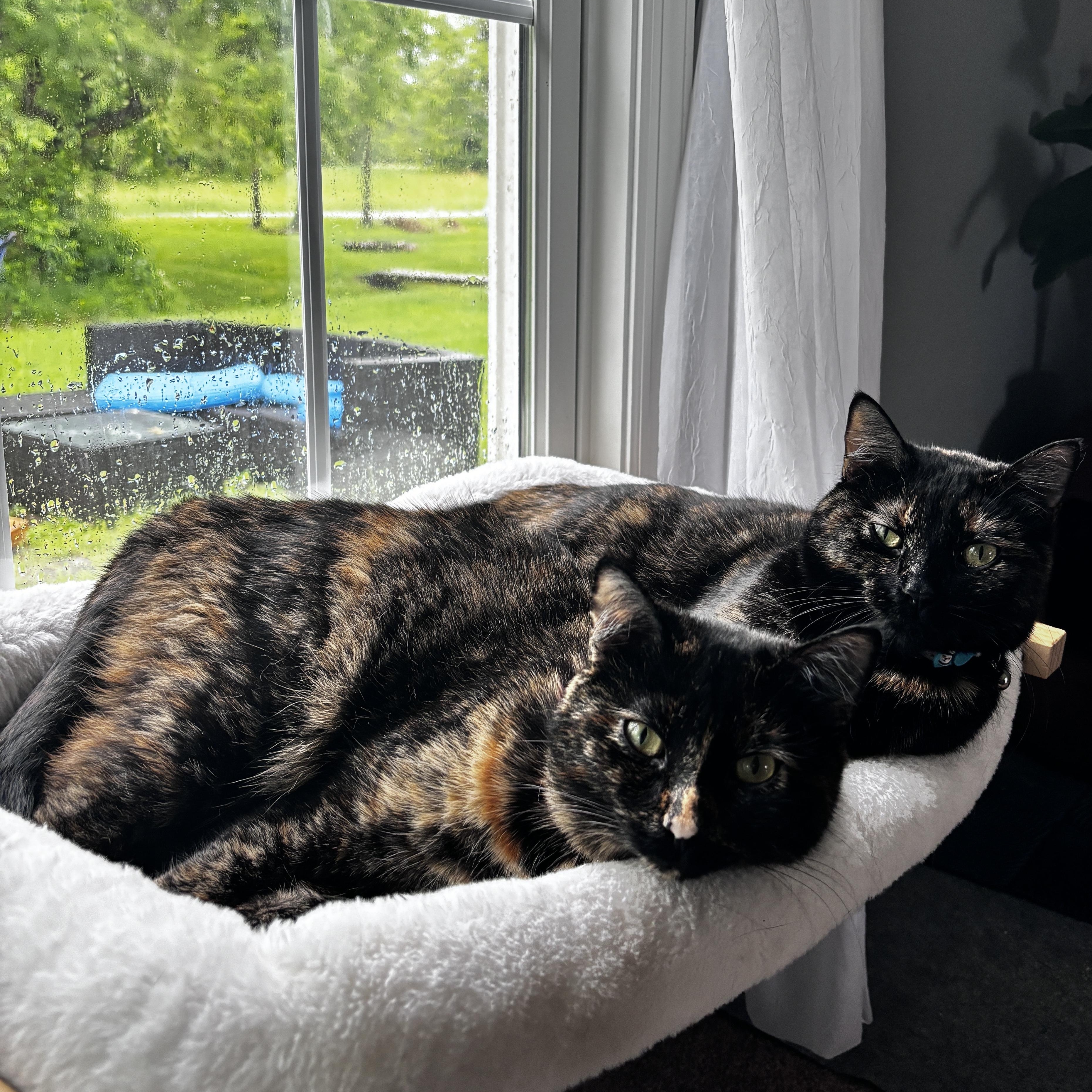Enlarge Rogue & Storm, a Adoptable Domestic Short Hair in Richmond, KY image 1/6