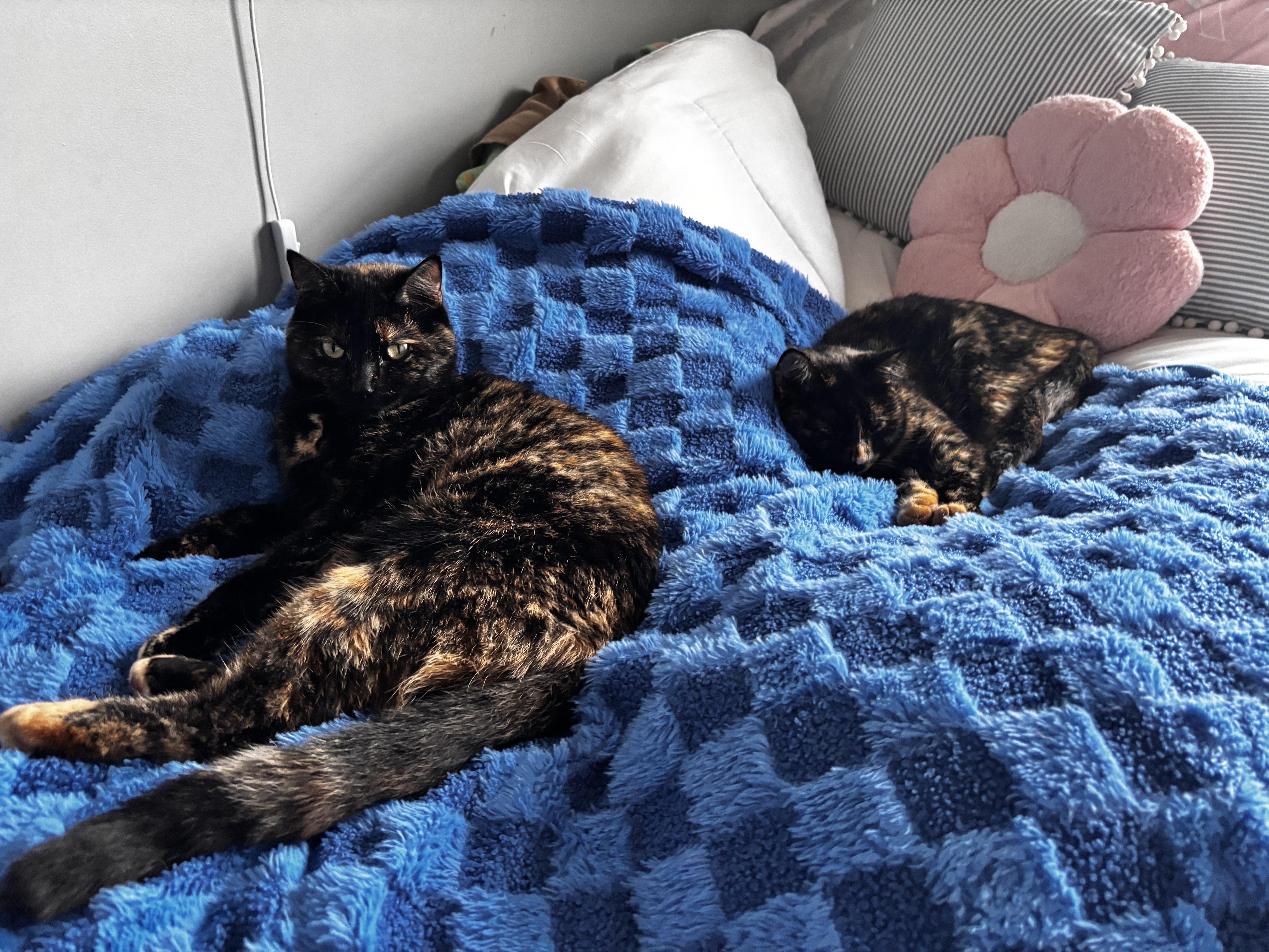 Enlarge Rogue & Storm, a Adoptable Domestic Short Hair in Richmond, KY image 3/6