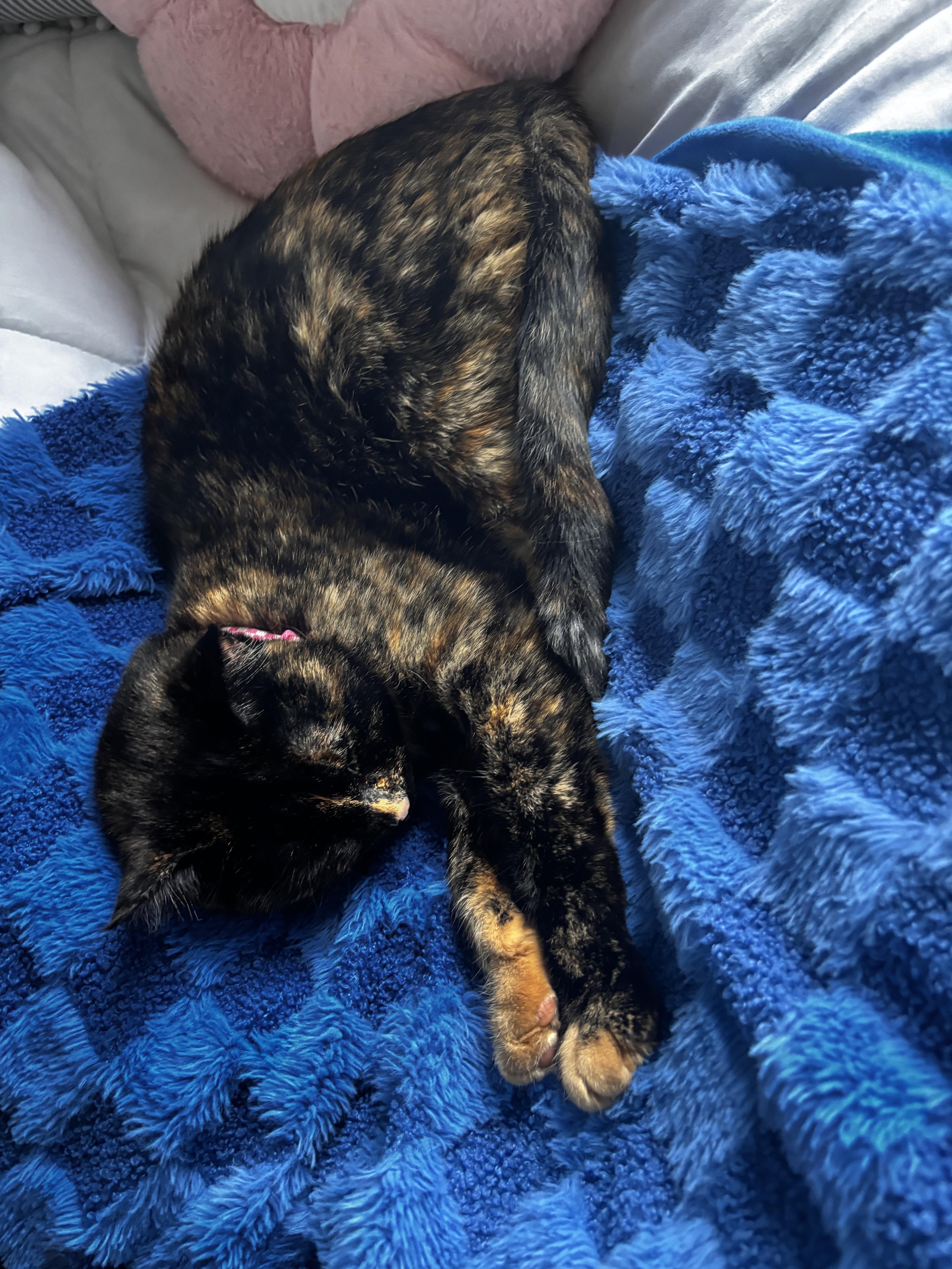 Enlarge Rogue & Storm, a Adoptable Domestic Short Hair in Richmond, KY image 4/6