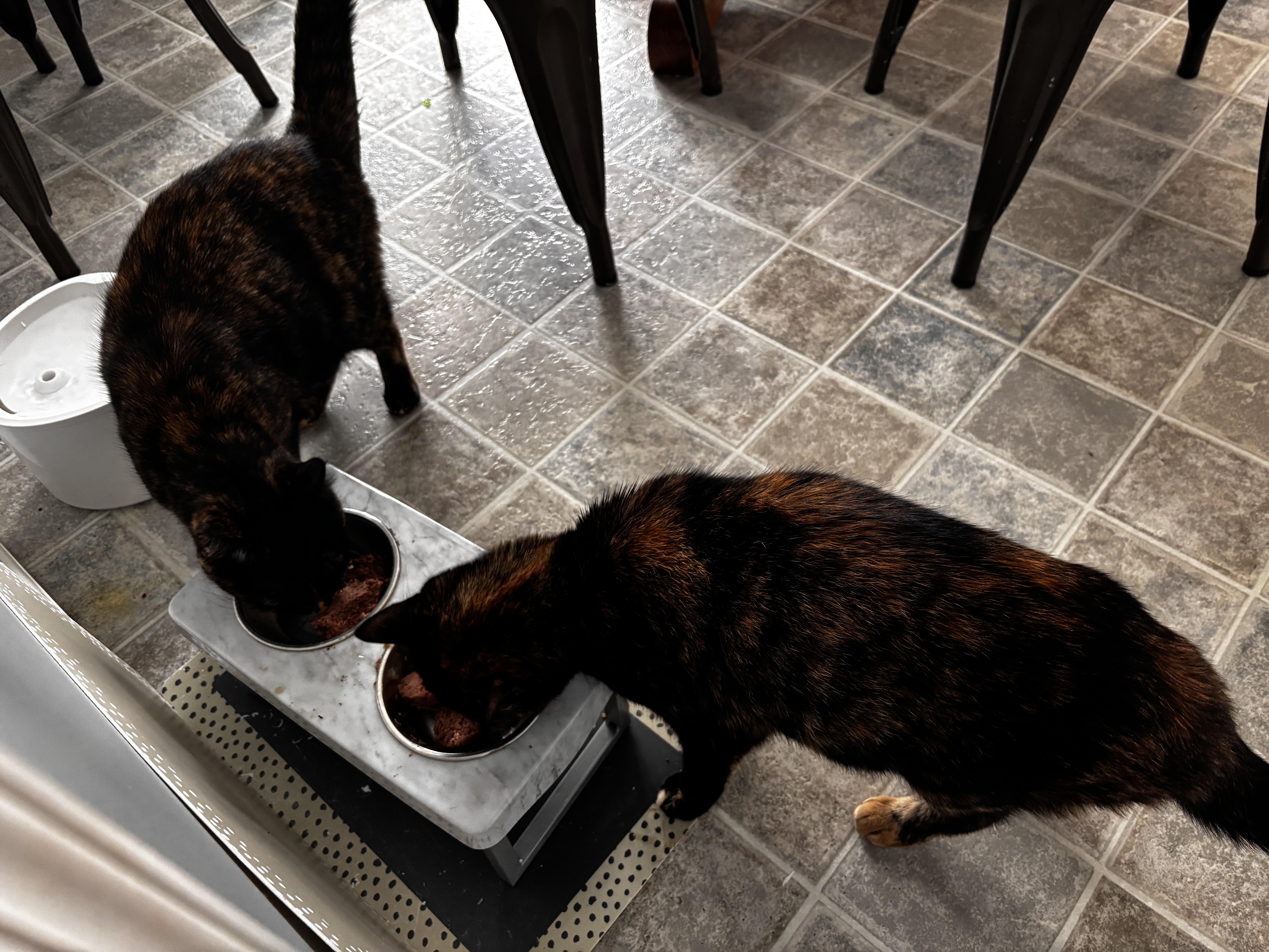 Rogue & Storm thumbnail 3