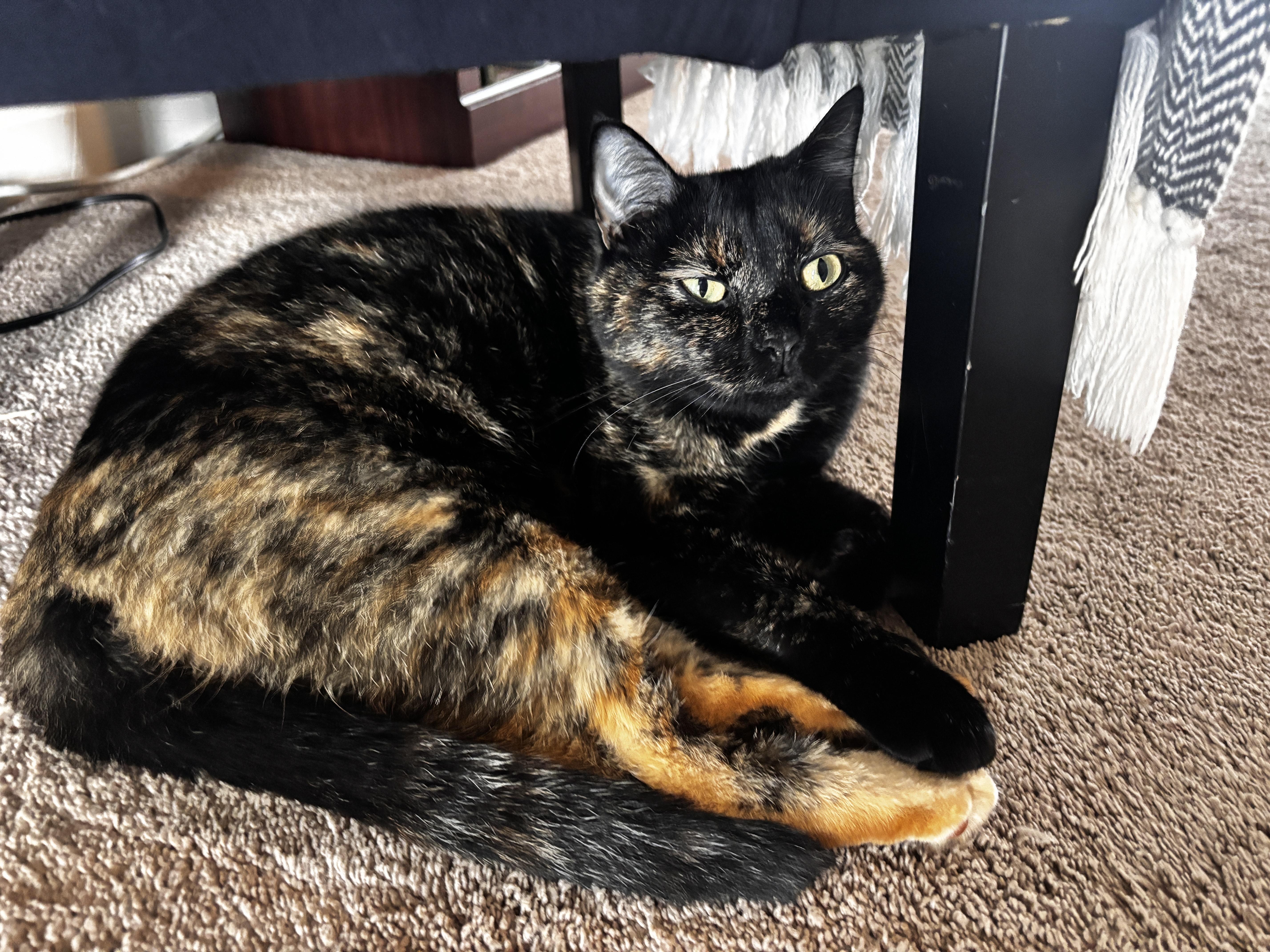 Enlarge Rogue & Storm, a Adoptable Domestic Short Hair in Richmond, KY image 5/6