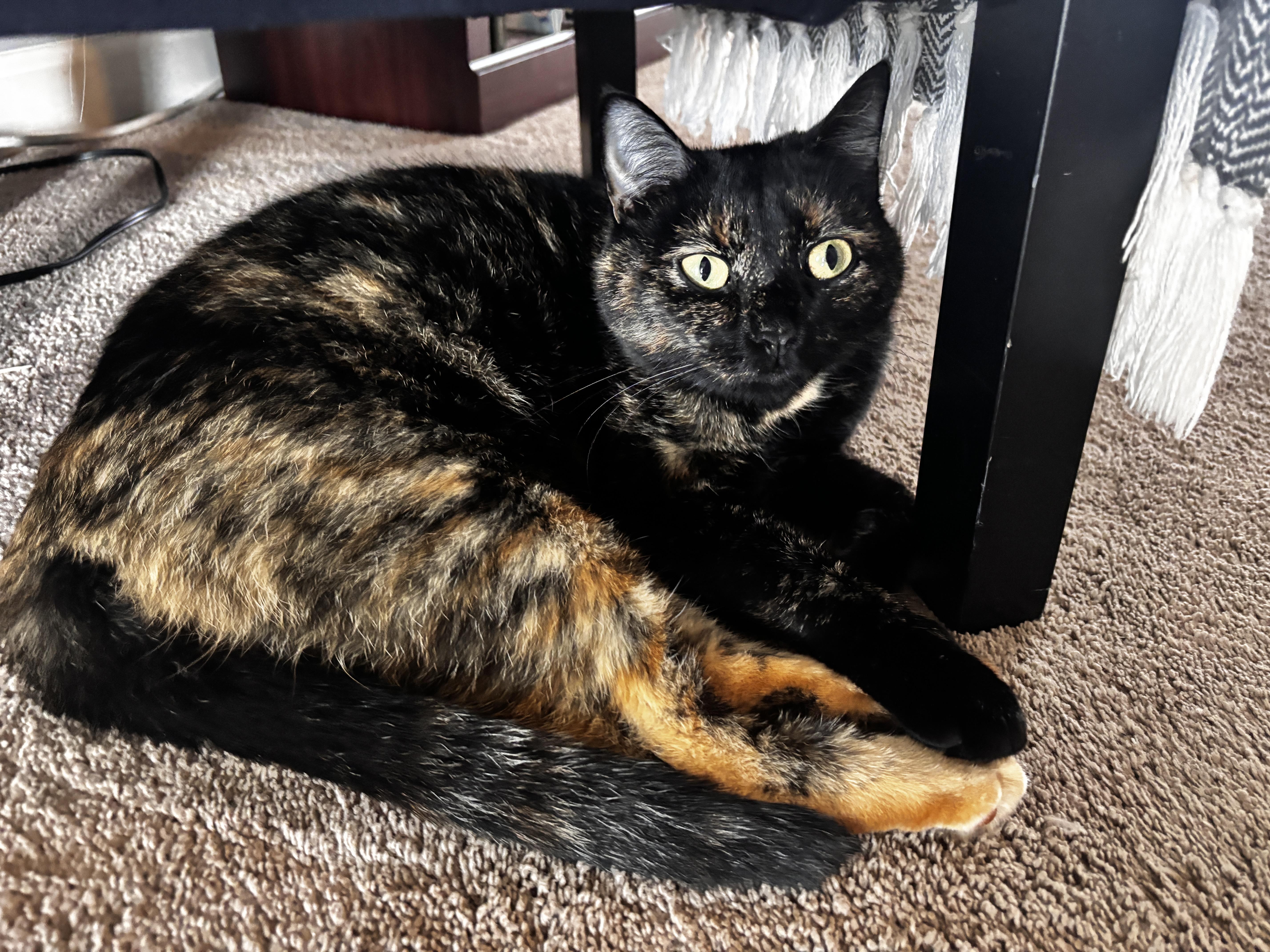 Rogue & Storm thumbnail 6