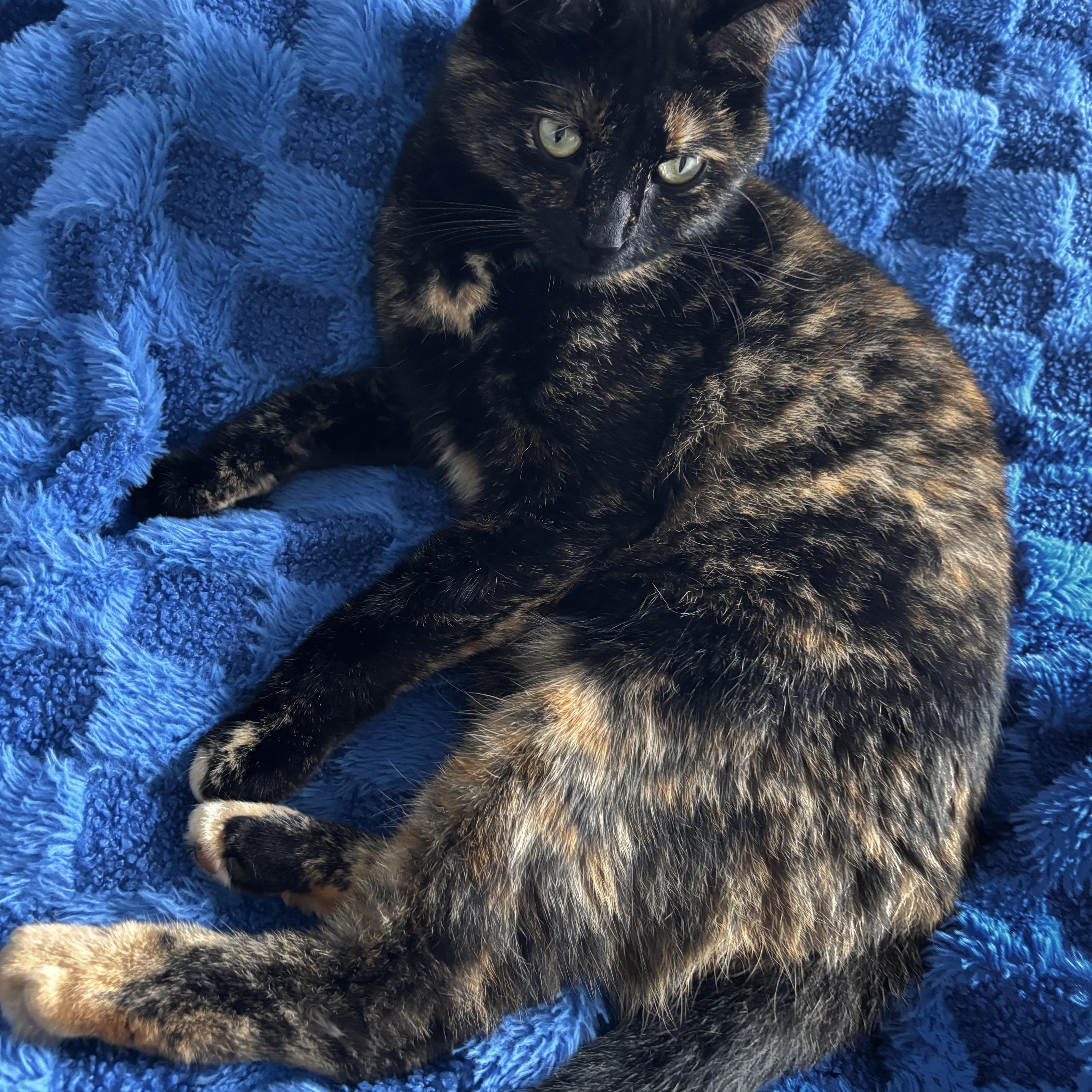 Enlarge Rogue & Storm, a Adoptable Domestic Short Hair in Richmond, KY image 6/6