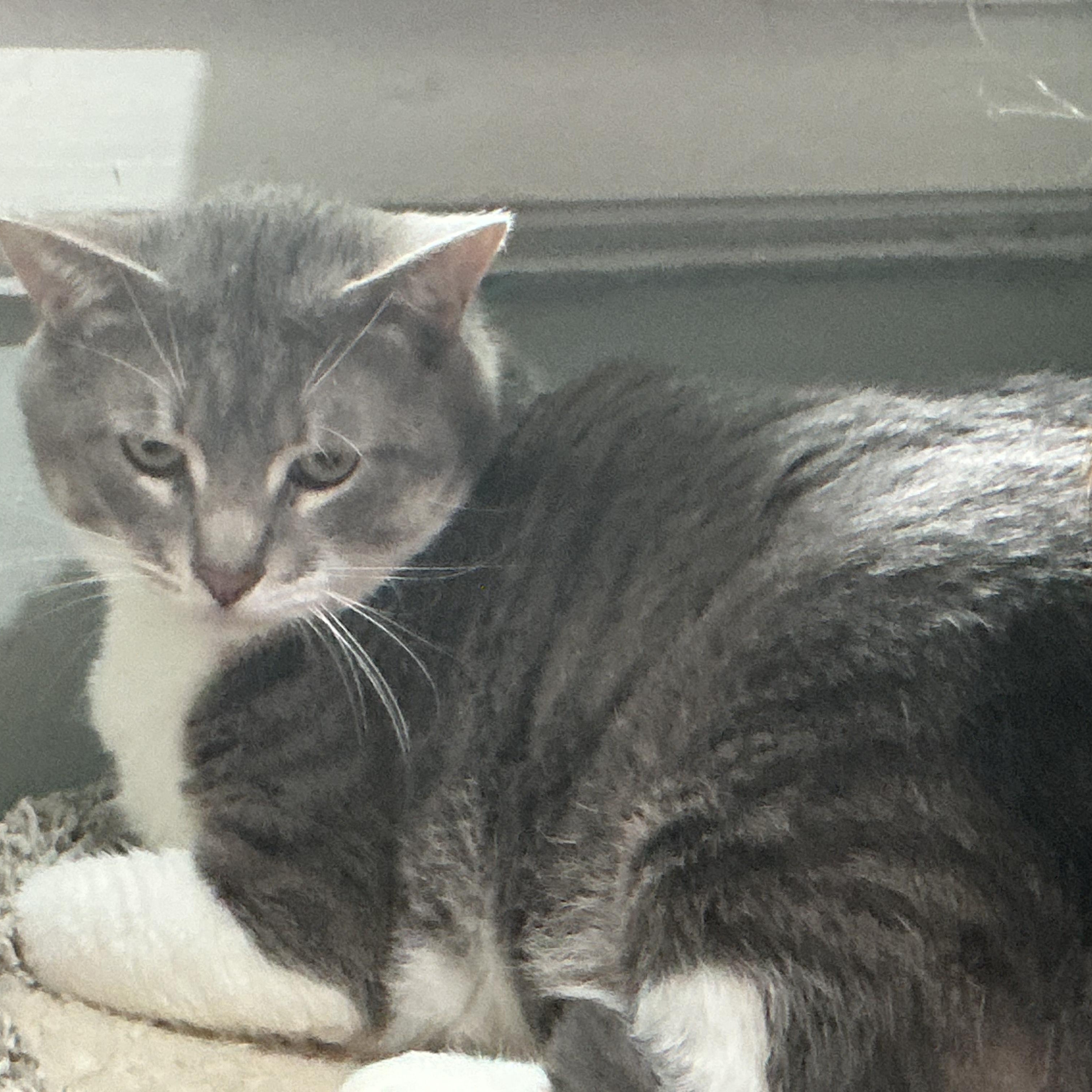 Enlarge Charlie, a Adoptable Domestic Short Hair in North Bergen, NJ image 2/2