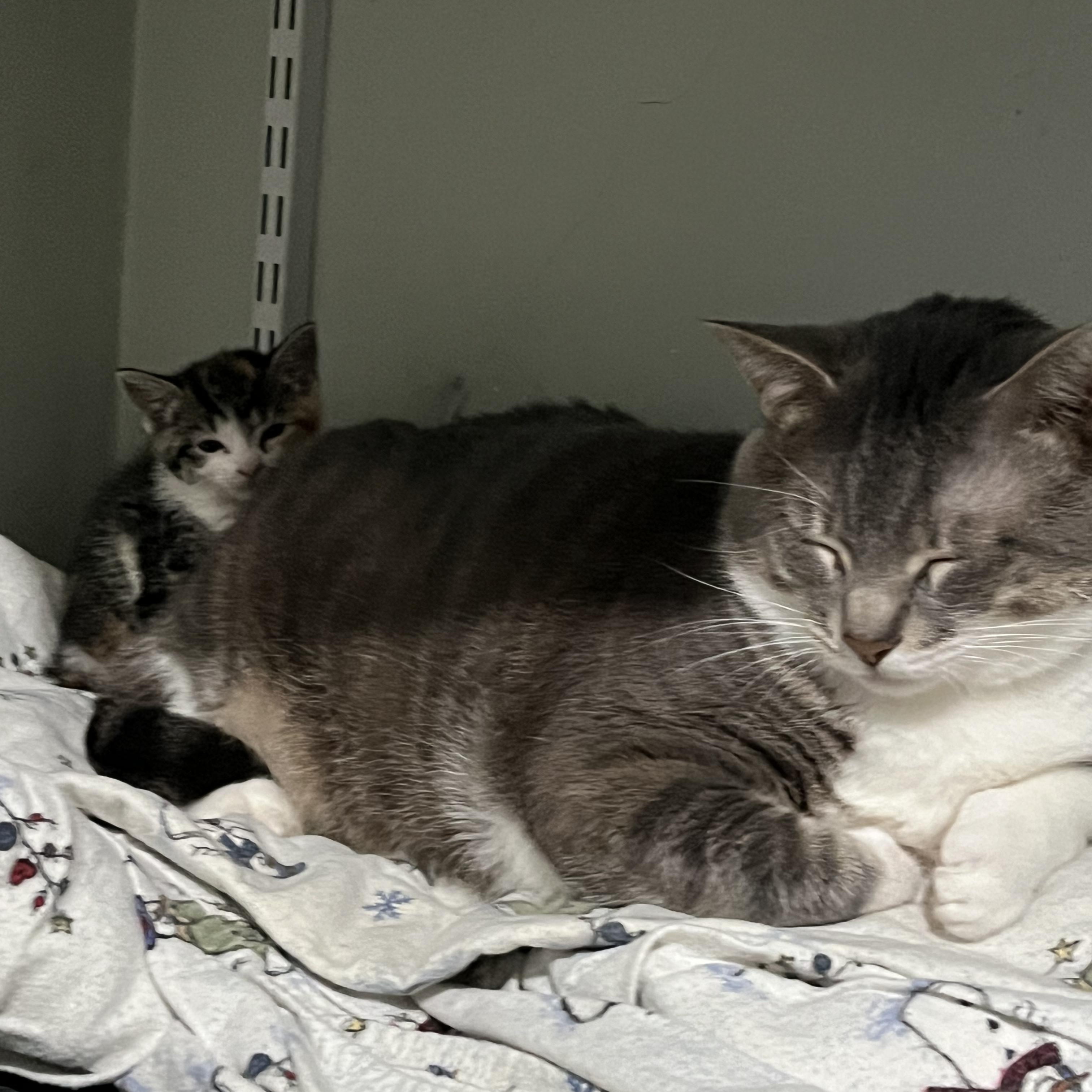 Enlarge Charlie, a Adoptable Domestic Short Hair in North Bergen, NJ image 2/3
