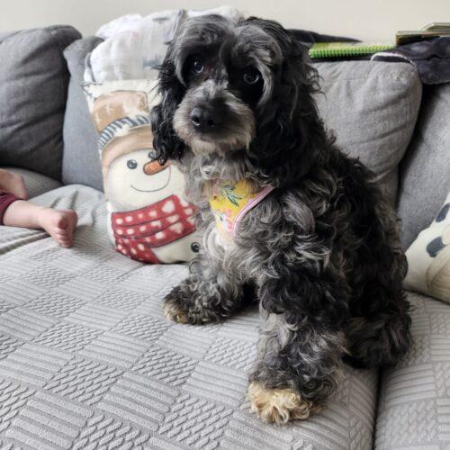 Enlarge Penny, a Adoptable mixed breed in Vienna, ON image 2/6