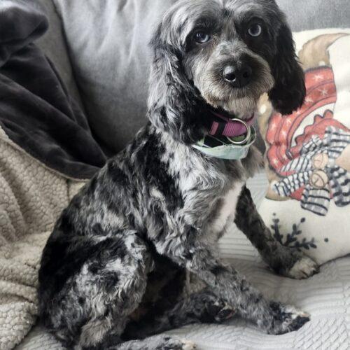 Enlarge Penny, a Adoptable mixed breed in Vienna, ON image 3/6