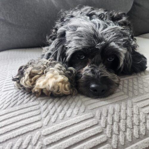 Enlarge Penny, a Adoptable mixed breed in Vienna, ON image 4/6