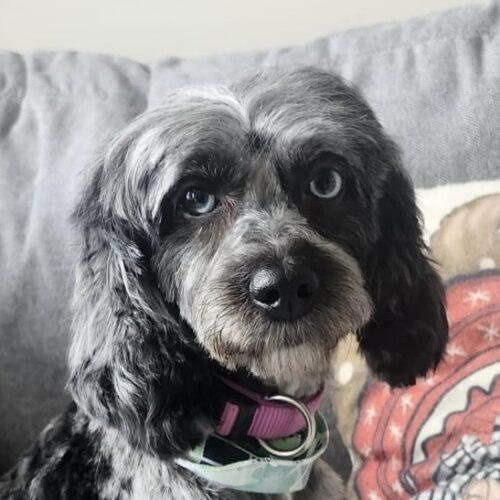 Enlarge Penny, a Adoptable mixed breed in Vienna, ON image 5/6
