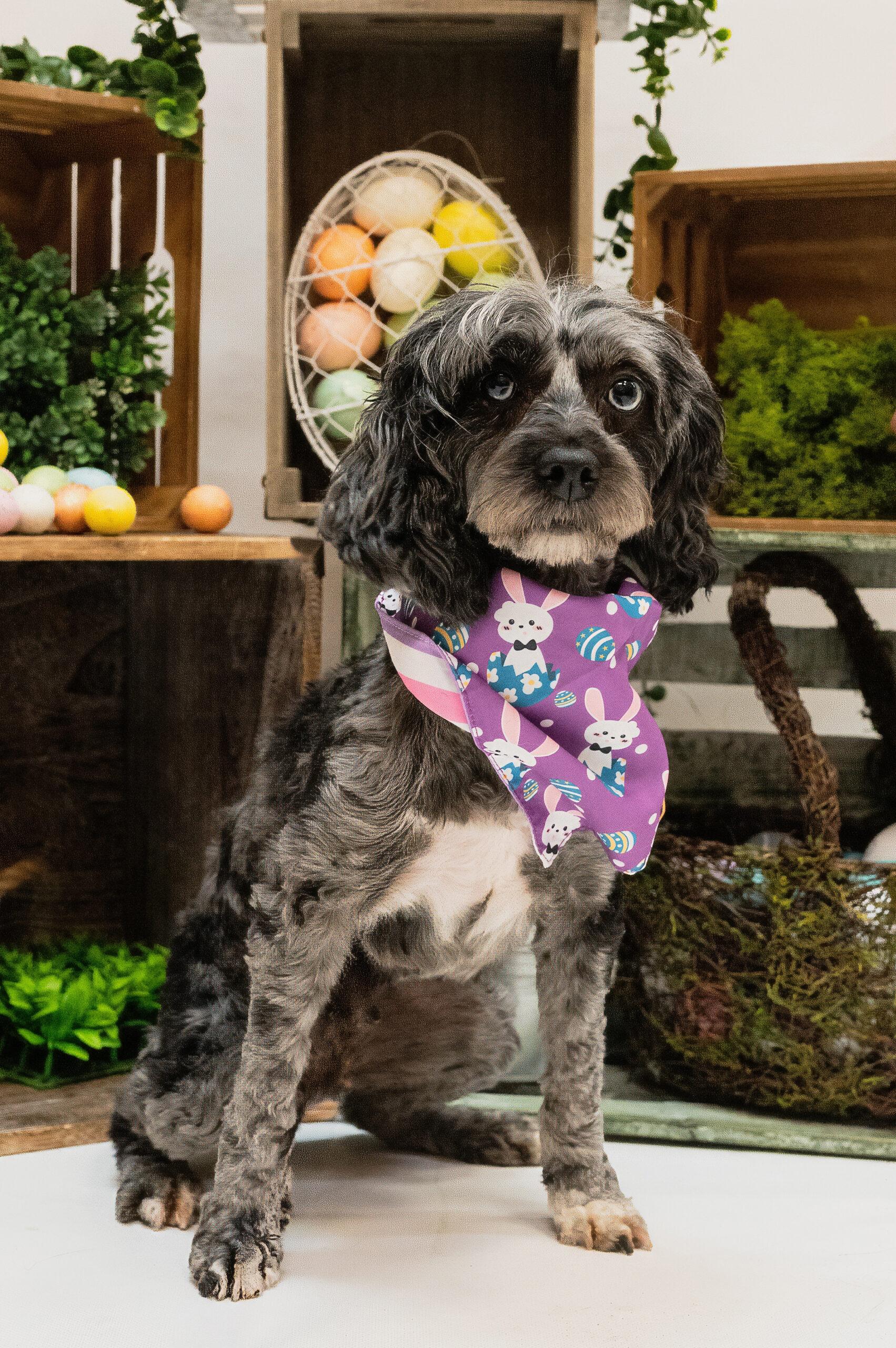Enlarge Penny, a Adoptable mixed breed in Vienna, ON image 6/6