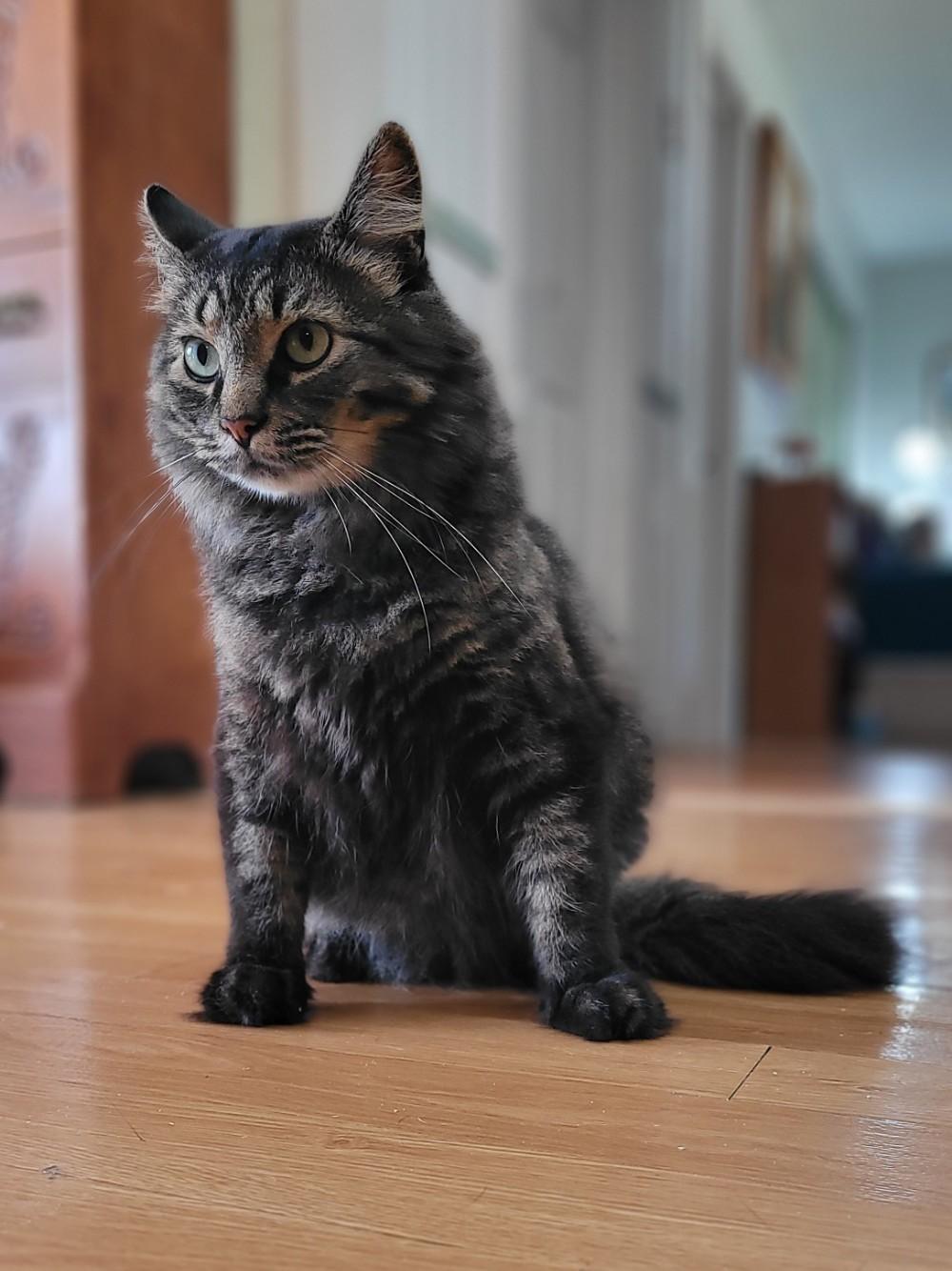 Earl Grey, Adoptable, Adult Male Domestic Long Hair.