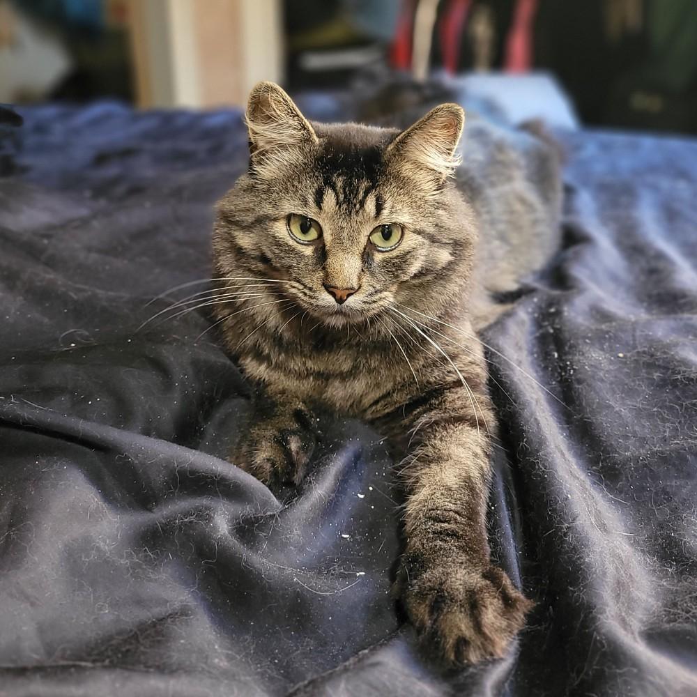Enlarge Earl Grey, a Adoptable Domestic Long Hair in Fredericton, NB image 6/6