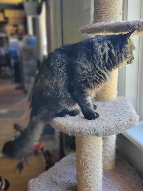 Enlarge Earl Grey, a Adoptable Domestic Long Hair in Fredericton, NB image 3/6