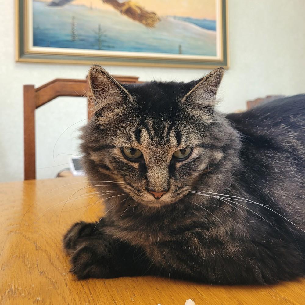 Enlarge Earl Grey, a Adoptable Domestic Long Hair in Fredericton, NB image 2/6