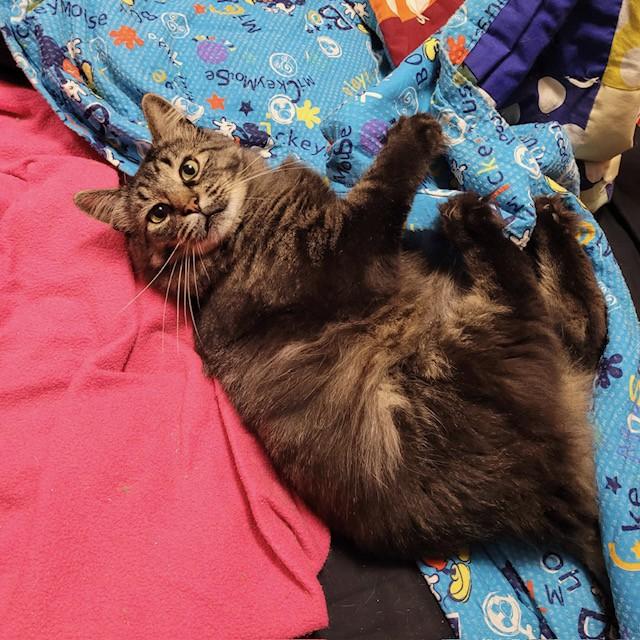 Enlarge Earl Grey, a Adoptable Domestic Long Hair in Fredericton, NB image 4/6