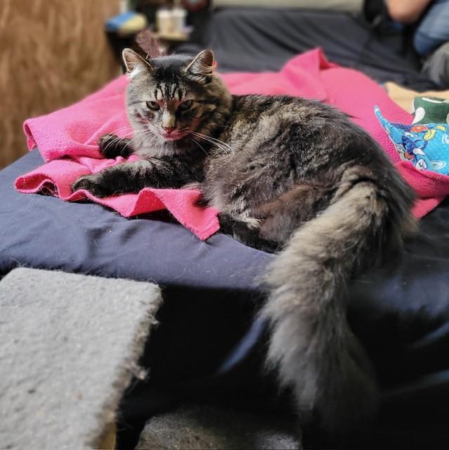 Enlarge Earl Grey, a Adoptable Domestic Long Hair in Fredericton, NB image 5/6
