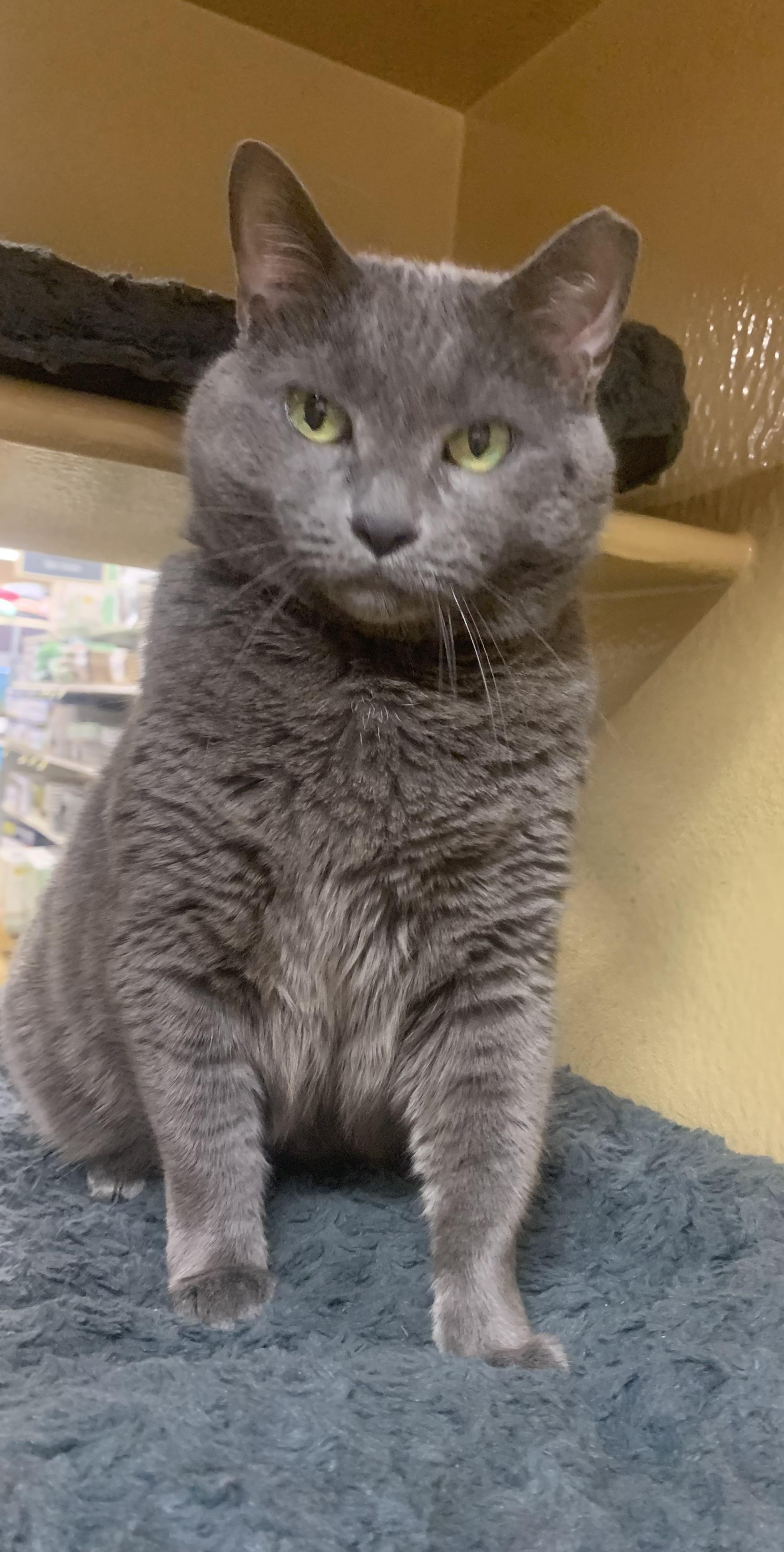 Lucky Girl, ADOPTABLE, Adult Female Domestic Short Hair.