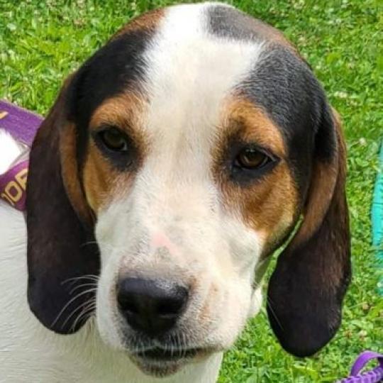 Sadie, a Adoptable Treeing Walker Coonhound in Lancaster, OH image 2/4