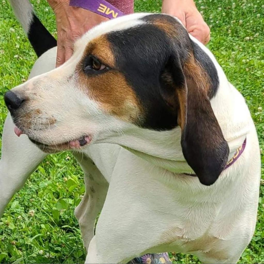Sadie, a Adoptable Treeing Walker Coonhound in Lancaster, OH image 3/4