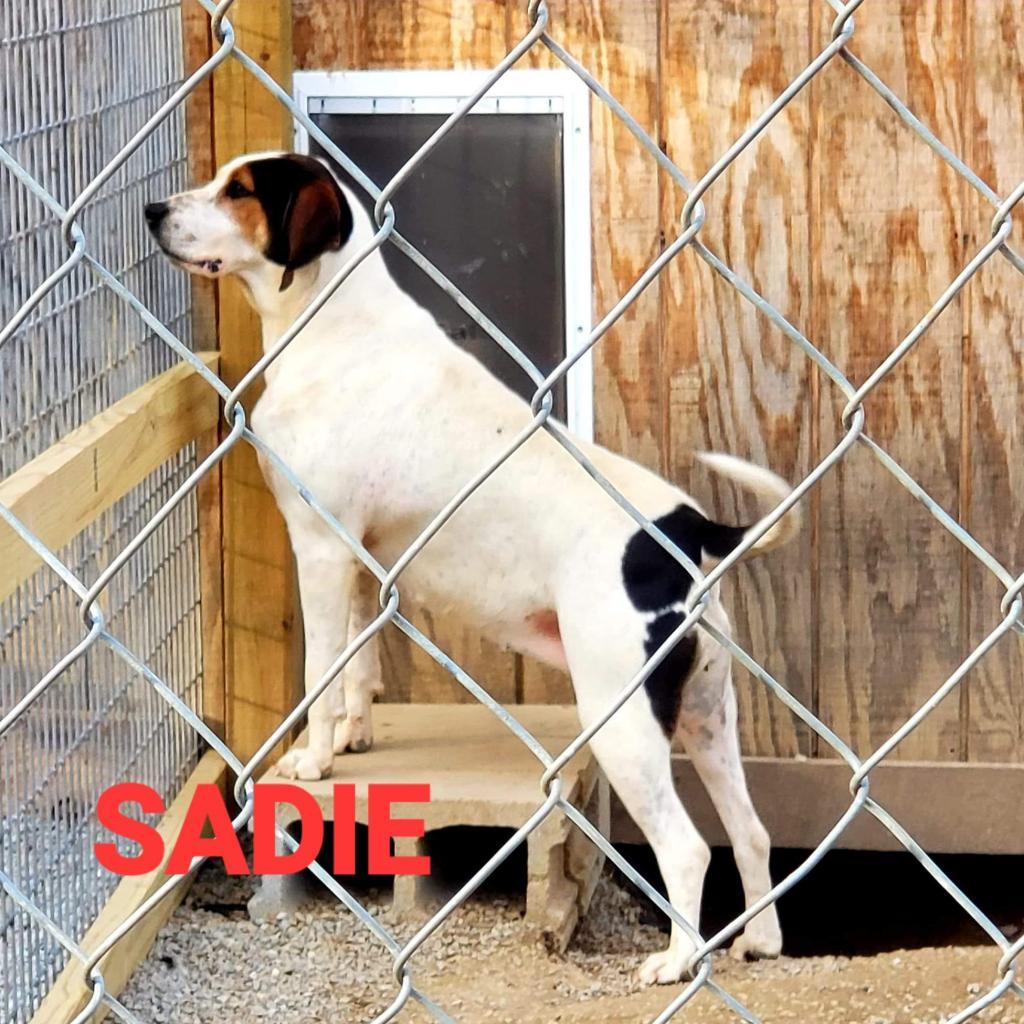 Sadie, a Adoptable Treeing Walker Coonhound in Lancaster, OH image 4/4