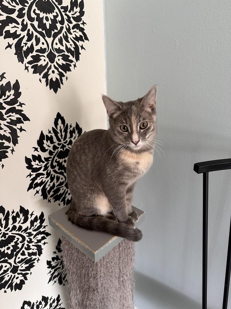 Enlarge Zoey, a Adoptable Domestic Short Hair in Greensburg, PA image 1/1