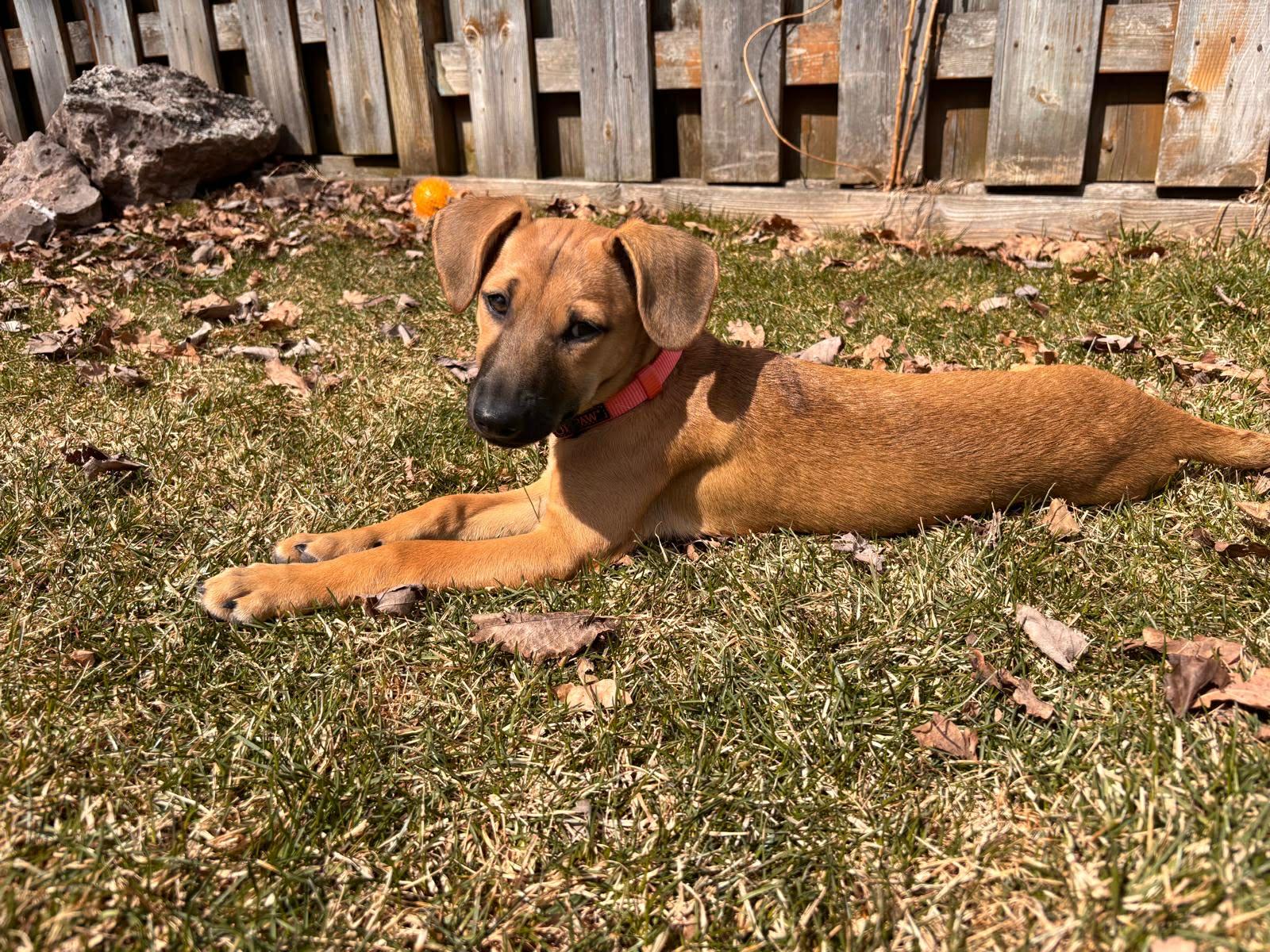 FREYA, a Adoptable mixed breed in Richmond Hill , ON image 5/6