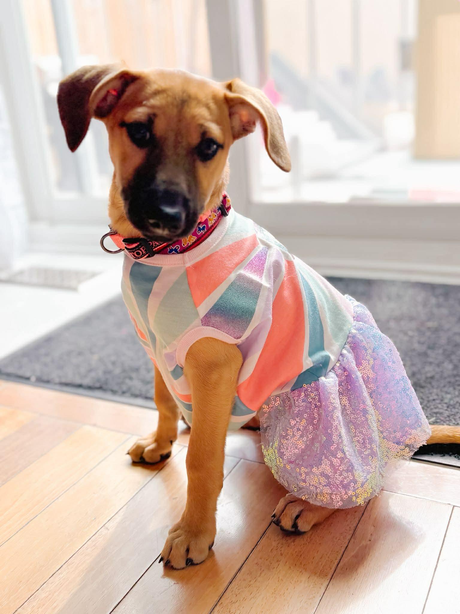 FREYA, a Adoptable mixed breed in Richmond Hill , ON image 3/6