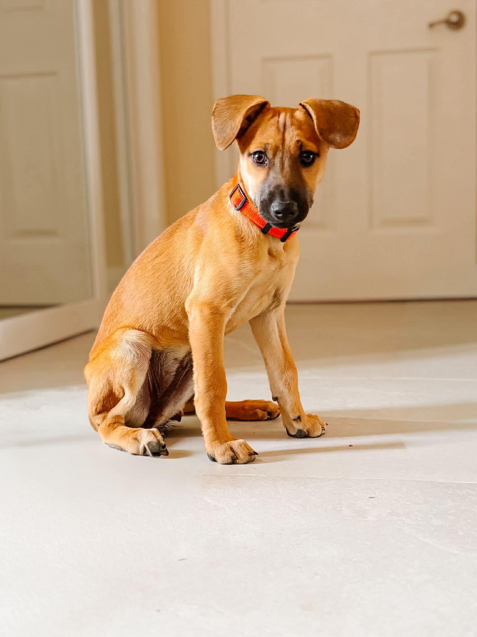 FREYA, a Adoptable mixed breed in Richmond Hill , ON image 6/6