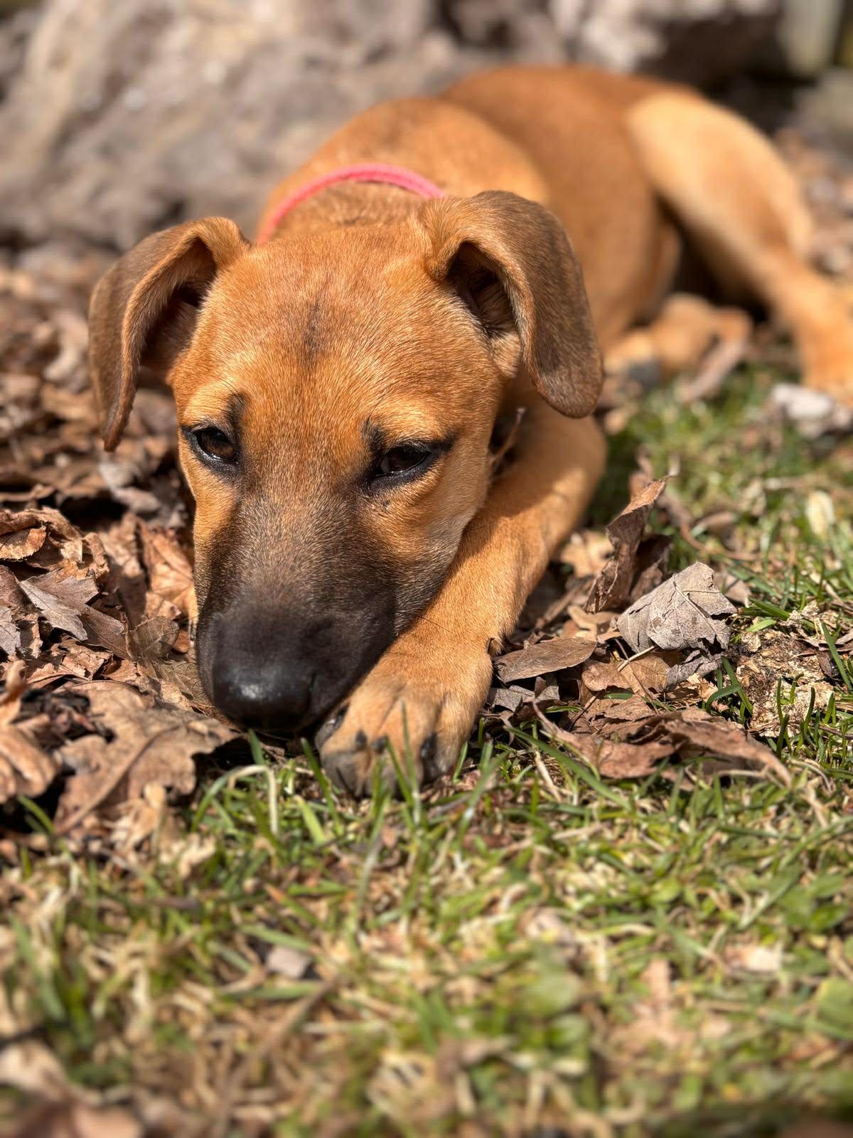 FREYA, Adoptable, Puppy Female Mixed Breed.