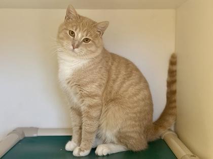 Breezy, ADOPTABLE, Adult Male Domestic Short Hair.