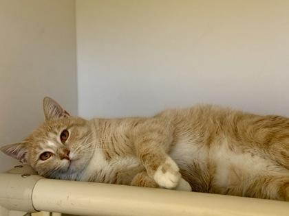 Enlarge Breezy, a ADOPTABLE Domestic Short Hair in Downers Grove, IL image 3/3