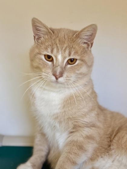 Enlarge Breezy, a ADOPTABLE Domestic Short Hair in Downers Grove, IL image 2/3