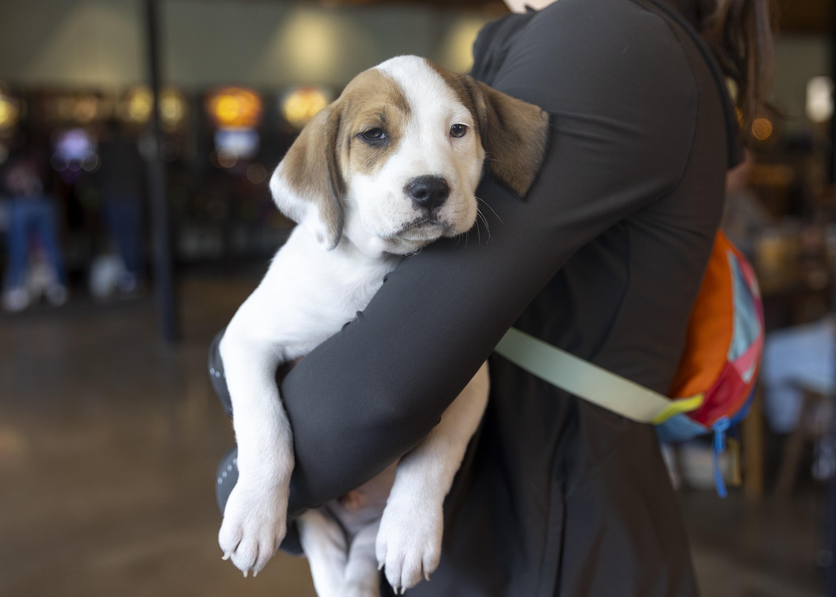 Enlarge Carter, an adopted mixed breed in Minneapolis, MN image 3/6