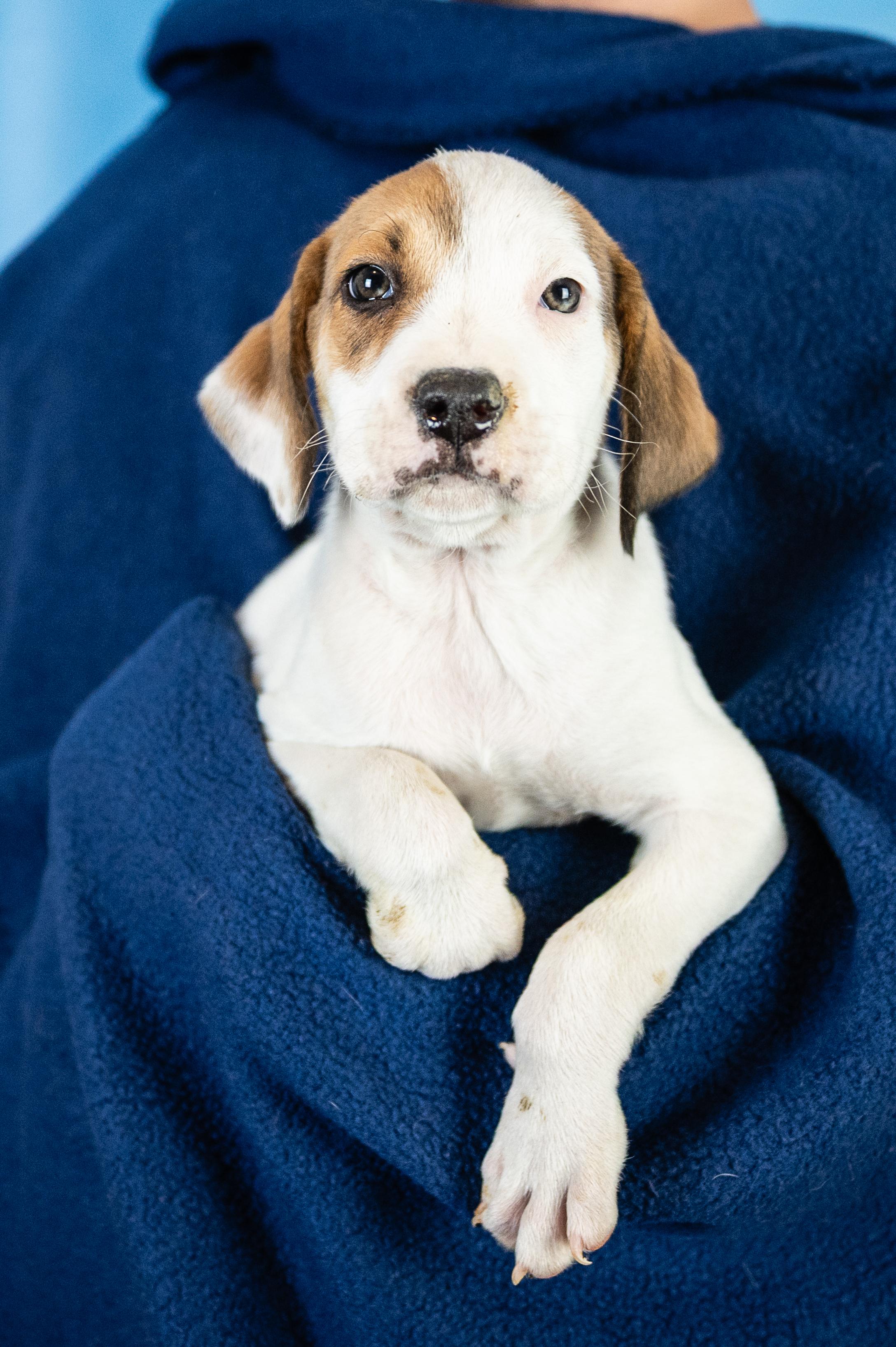 Enlarge Carter, an adopted mixed breed in Minneapolis, MN image 6/6