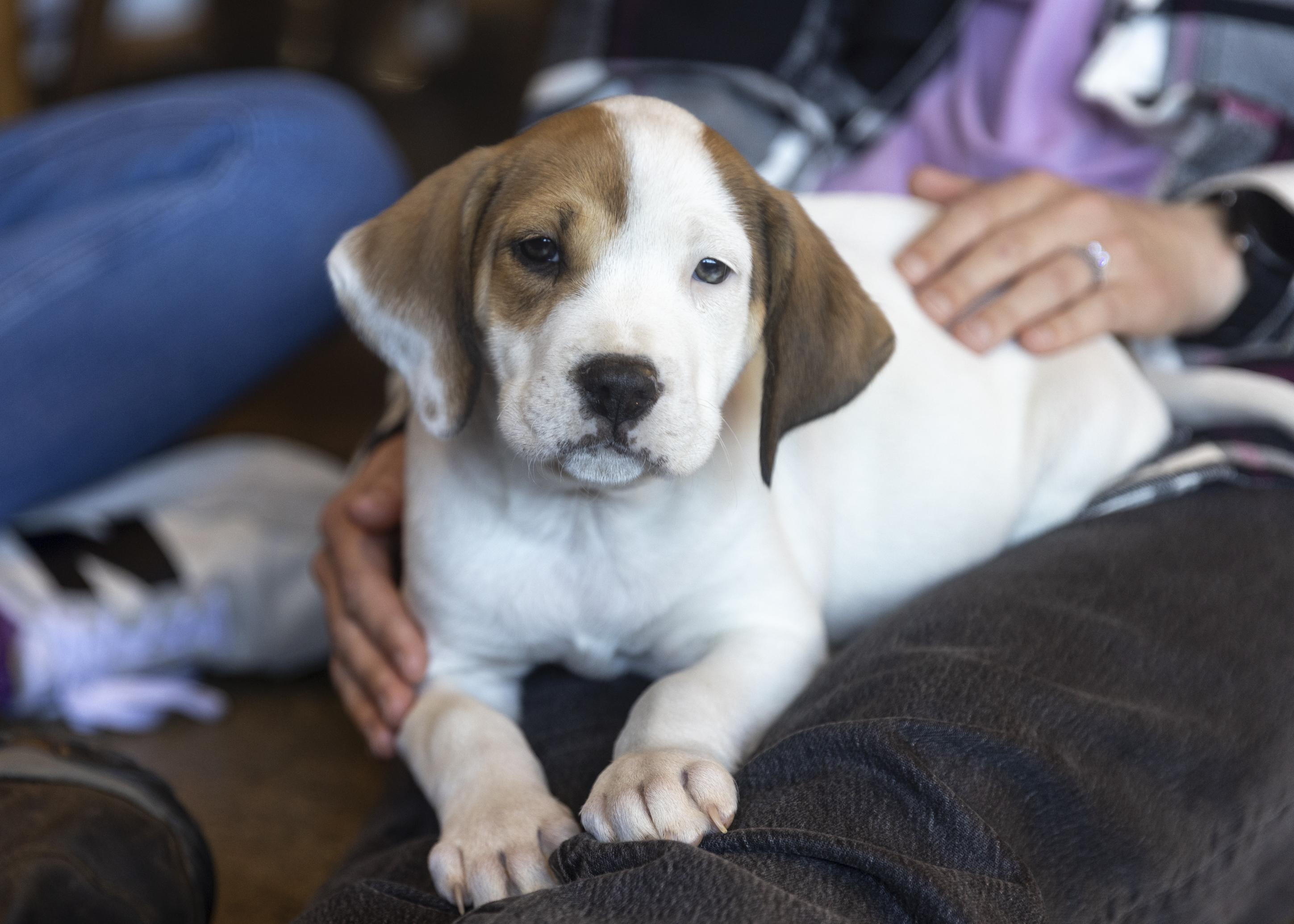 Enlarge Carter, an adopted mixed breed in Minneapolis, MN image 2/6