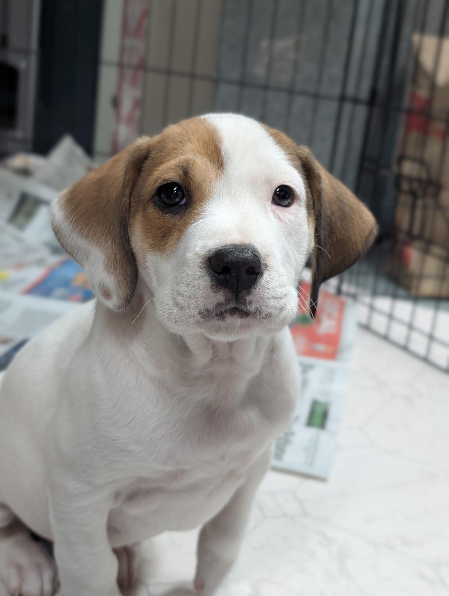 Enlarge Carter, an adopted mixed breed in Minneapolis, MN image 1/6