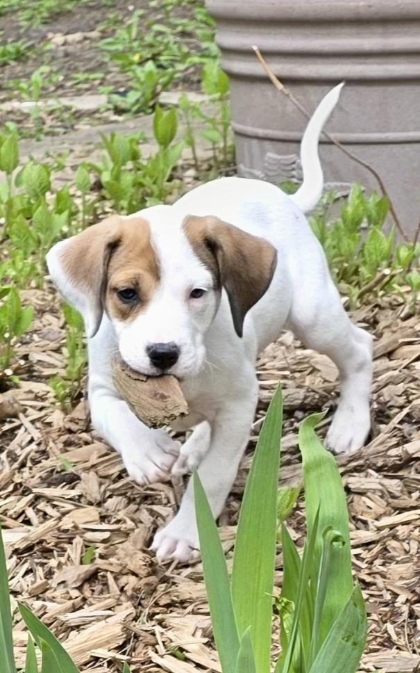 Carter, ADOPTABLE, Puppy Male Hound & Terrier.