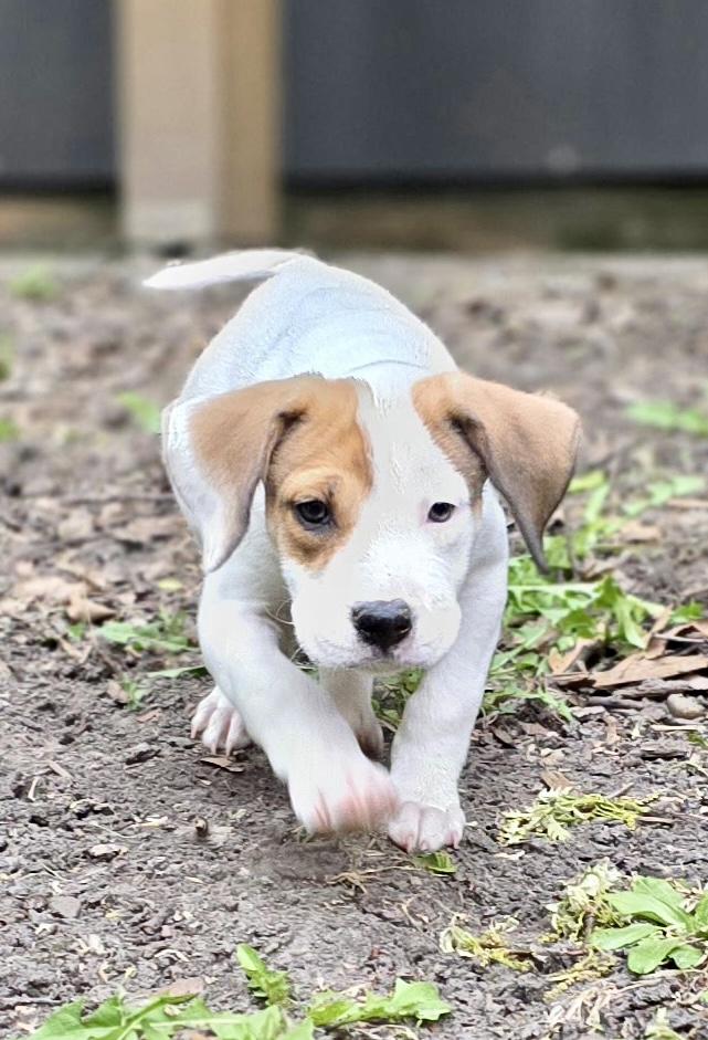 Enlarge Carter, an adopted mixed breed in Minneapolis, MN image 5/6