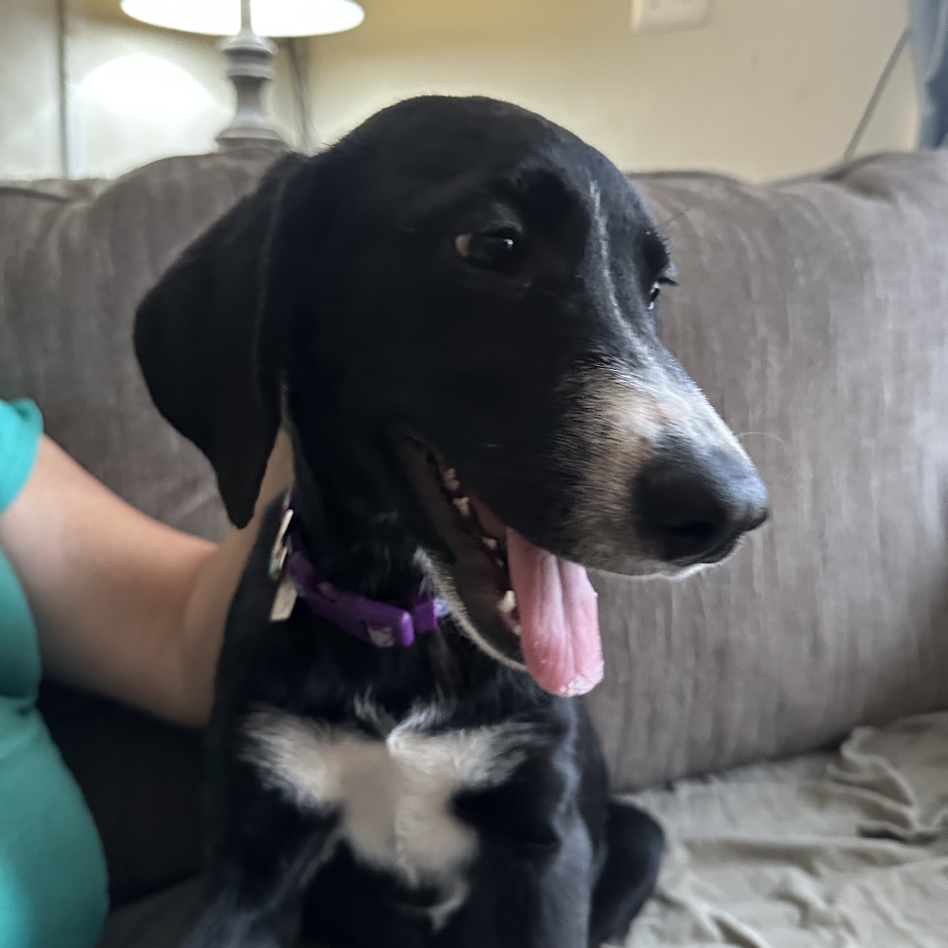 Hadley, Adopted, Puppy Female Labrador Retriever & Mixed Breed.