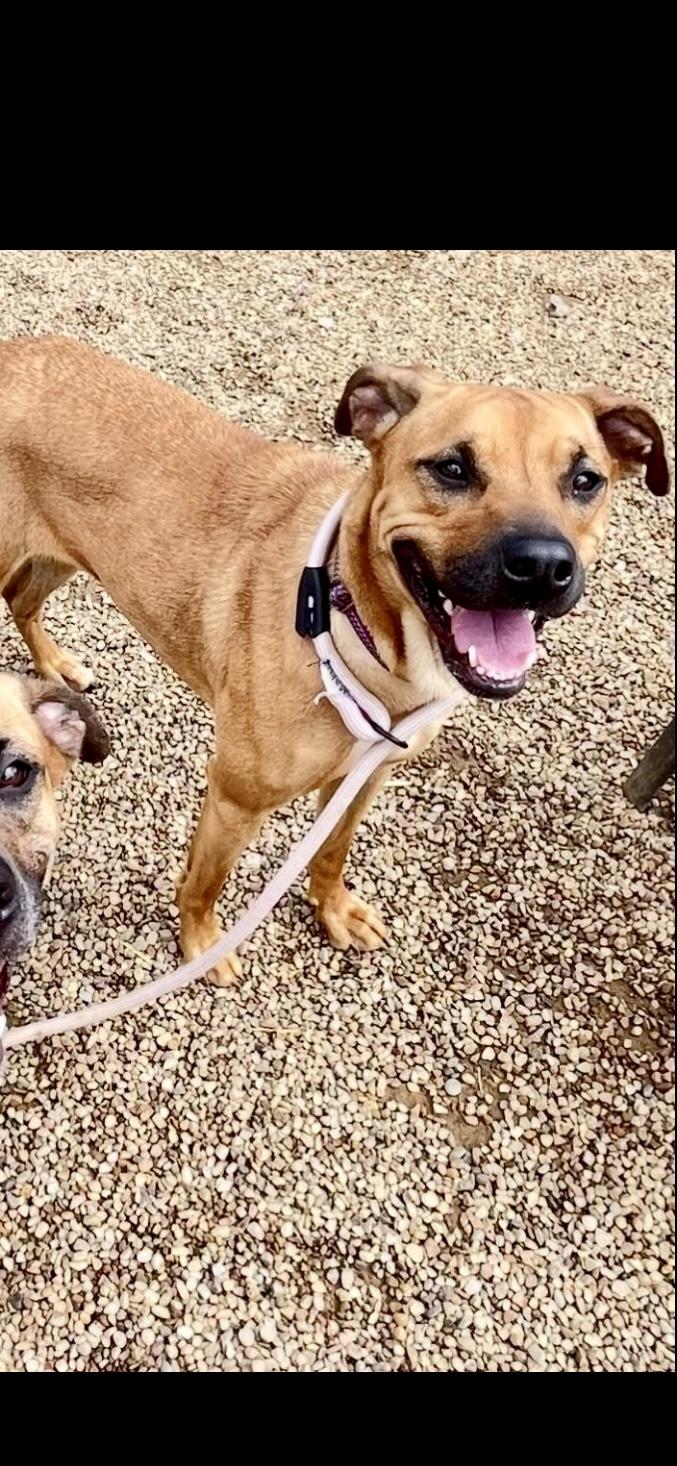 Tia, Adoptable, Young Female Mixed Breed.