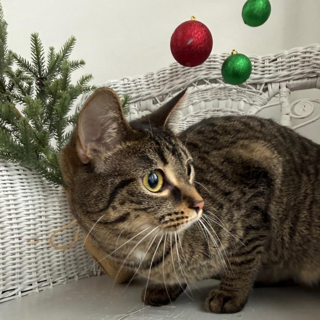 Chippy Tiny Treats 8938, Adoptable, Adult Female Domestic Short Hair.