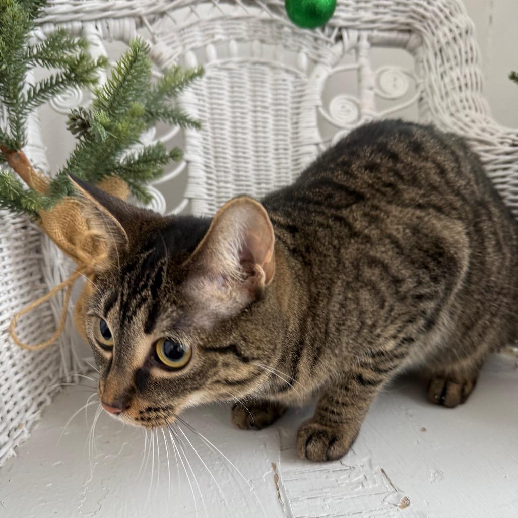Enlarge Chippy Tiny Treats 8938, a Adoptable Domestic Short Hair in Eaton Rapids, MI image 2/6