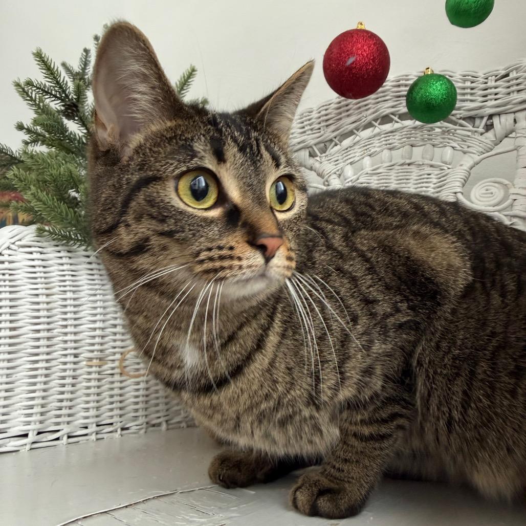 Enlarge Chippy Tiny Treats 8938, a Adoptable Domestic Short Hair in Eaton Rapids, MI image 3/6